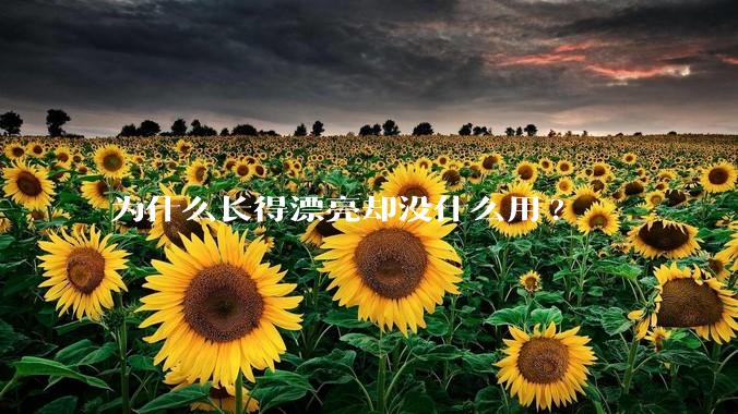 为什么长得漂亮却没什么用?